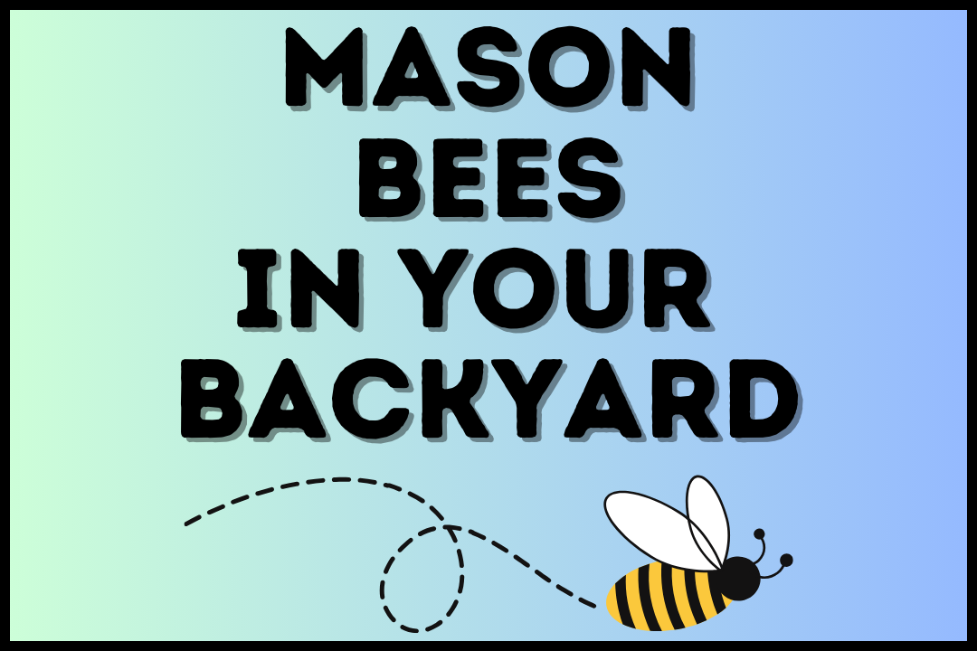 bee with text mason bees in your backyard