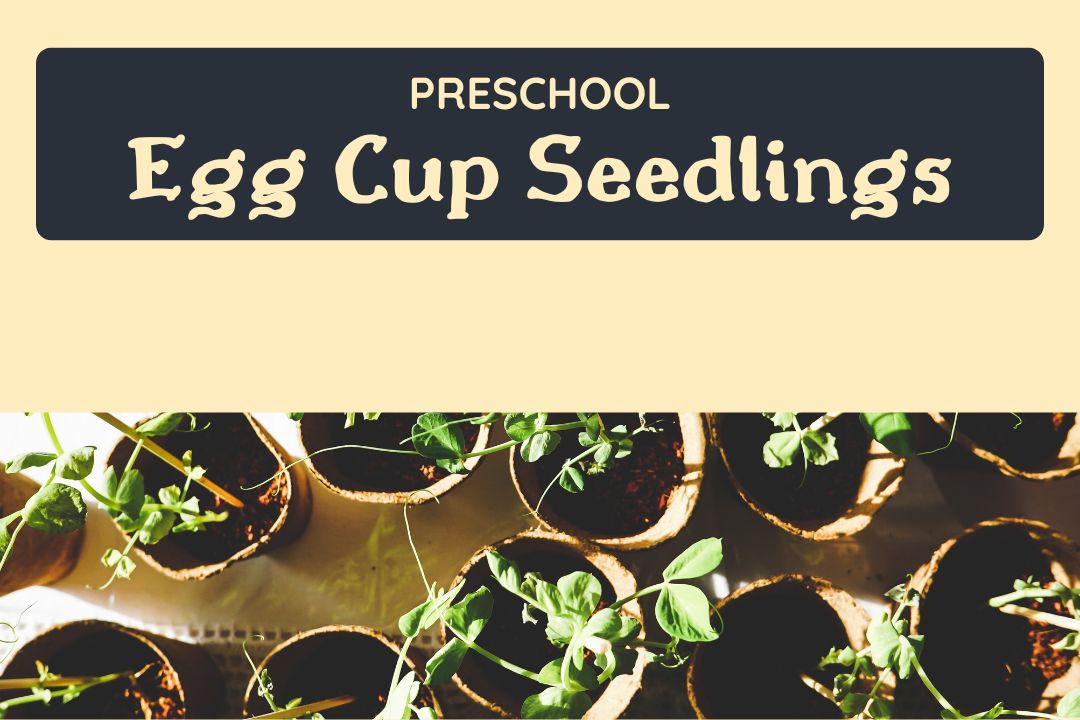 Picture of seedlings in cardboard cups with text reading Preschool Egg Cup Seedlings