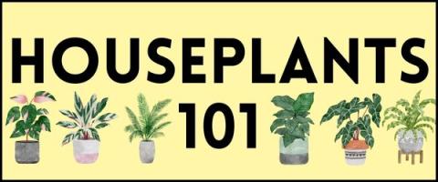 Houseplants 101