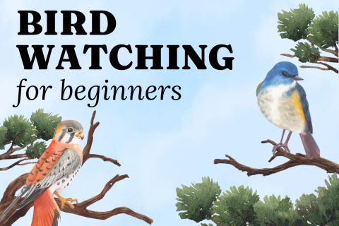 Bird watching for beginners logo