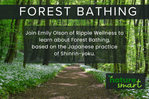 forest text forest bathing