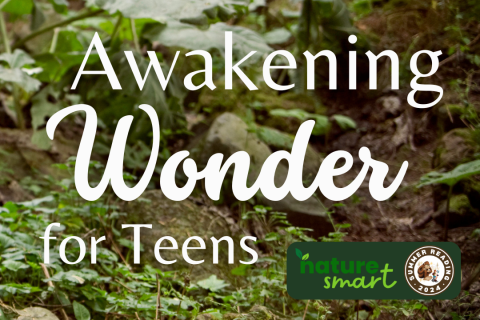 awakening wonder text forest