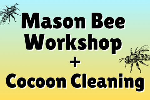 Mason Bee Workshop and Cocoon Cleaning