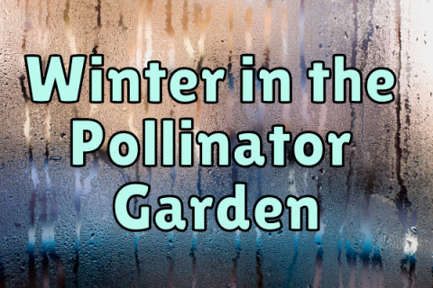 Winter in the Pollinator Garden