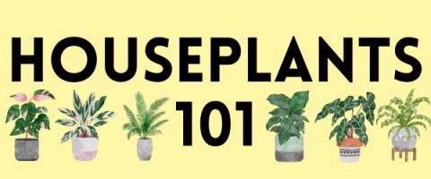 Houseplants 101