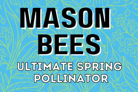 Mason Bees