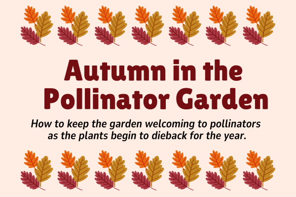 Autumn in the Pollinator Garden